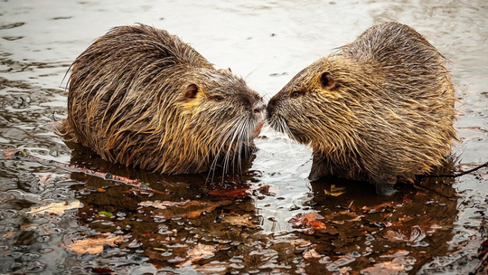 7 kwietnia - Międzynarodowy Dzień Bobra