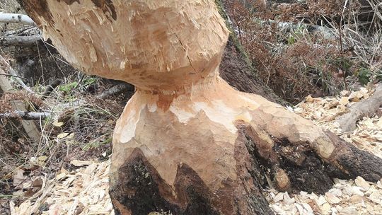 Bobry dają o sobie znać w Węglińcu