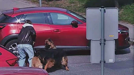 Bogatynia: agresywne psy zaatakowały przechodniów