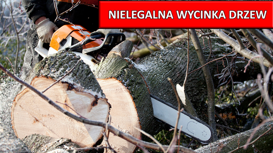 Bogatynia: nielegalna wycinka drzew nad zalewem?