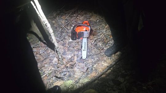 Bogatynia: ujęcie sprawcy kradzieży drzewa