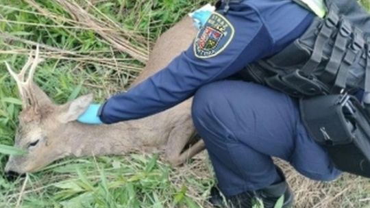 Bogatyńscy strażnicy uratowali młodego kozła