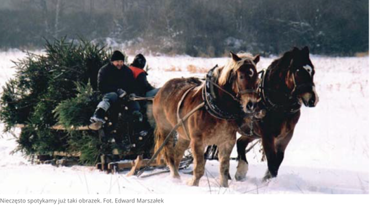 Choinka wczoraj i dziś