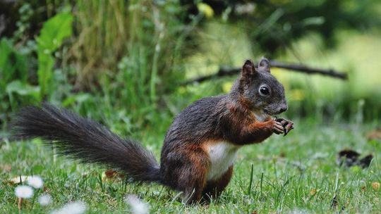 Co możemy zobaczyć w lesie w marcu?