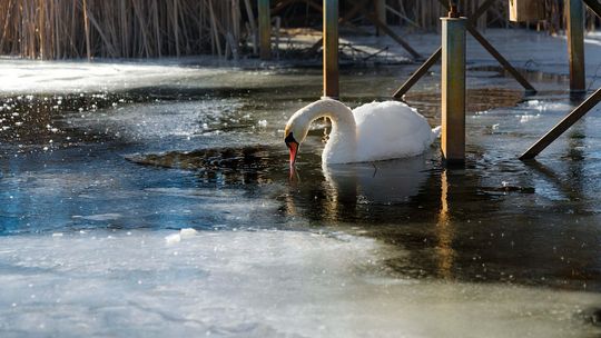 Co oznaczają mrozy do -20°C dla ptaków wodnych?