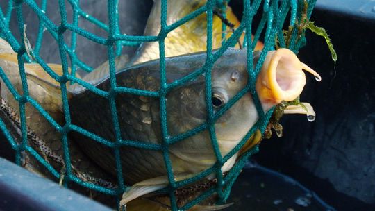 Dlaczego w Polsce je się karpia w Wigilię?