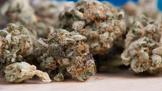 Dzielnicowi z Lubania, podczas interwencji domowej, ujawnili narkotyki