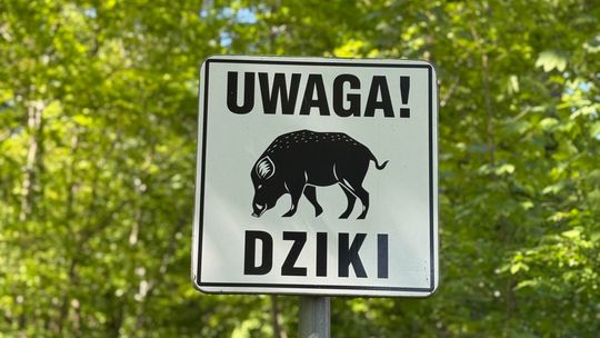 Dzik w parku przy ulicy Francuskiej