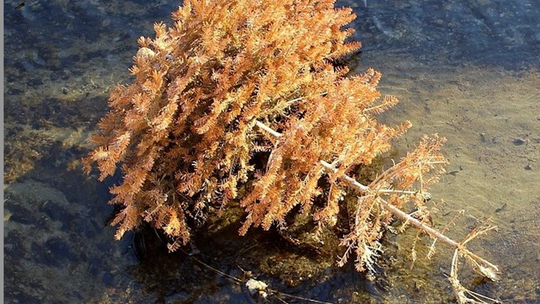 Gmina Słubice: odbiór świątecznych choinek rusza 7 stycznia!