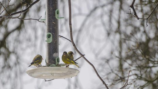 Jak bezpiecznie dokarmiać ptaki?
