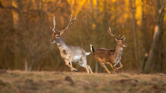 „Jeleń czy sarna?” „Jeleń czy sarna?”