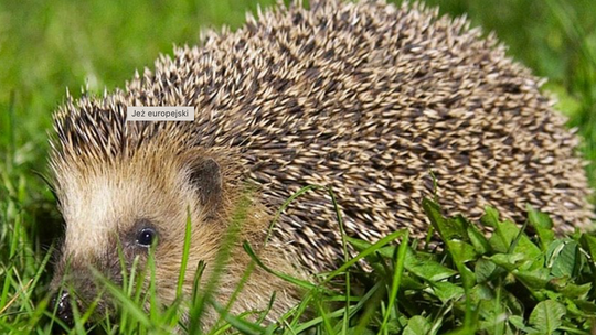 JEŻ EUROPEJKI