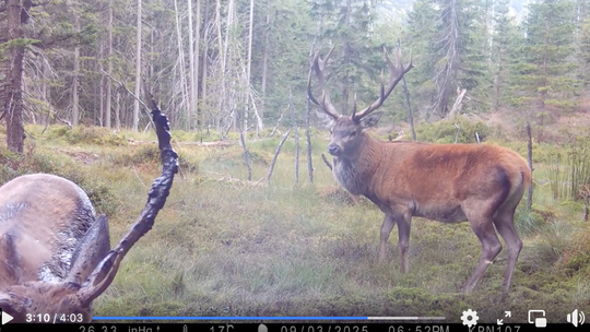Karkonoski Park Narodowy pokazał niezwykłe nagranie z fotopułapki