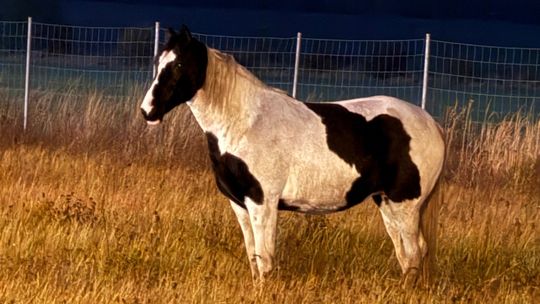 Koń na autostradzie