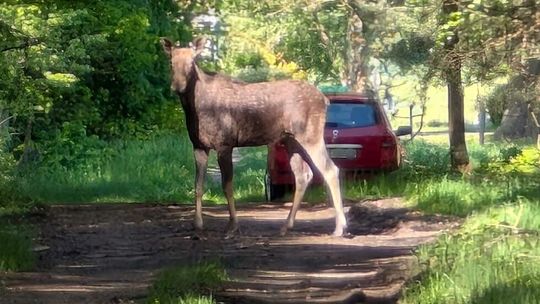 Łoś ponownie na terenie Górnych Łużyc.