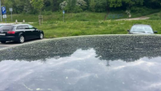 Majowy kurz czy natura w akcji? Żółty pył z sosny opanował Zgorzelec