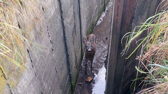 Młody koziołek uratowany ze zbiornika dzięki czujności mieszkańca i szybkiej akcji służb
