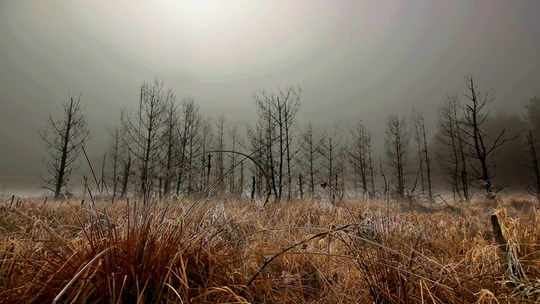 Na ratunek mokradłom