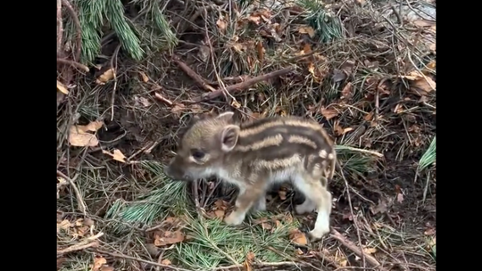 Nagrał uroczego dzika. Leśnicy ostrzegają: to może skończyć się tragedią Nagrał uroczego dzika. Leśnicy ostrzegają: to może skończyć się tragedią