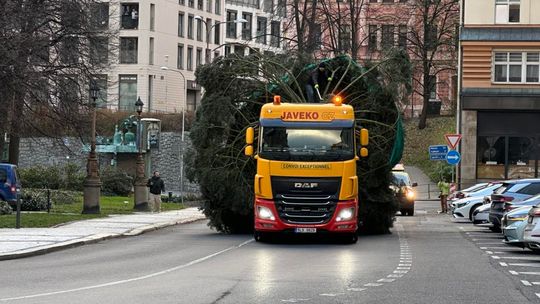 Ogromny świerk stanął na placu w Libercu [ZDJĘCIA]