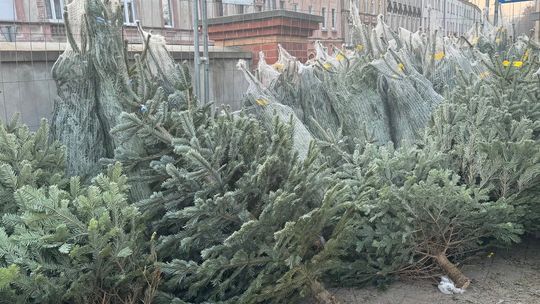 Pamiętaj, aby świąteczne drzewko pochodziło z legalnego źródła