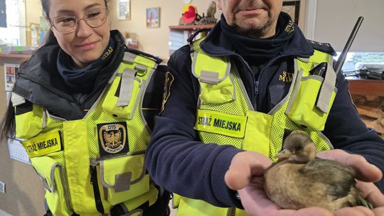 Perkoz spacerował ulicami Bogatyni - interwencja Straży Miejskiej