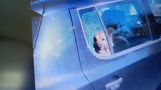Policjanci wybili szybę w aucie by uratować pieska. Zobacz wideo!