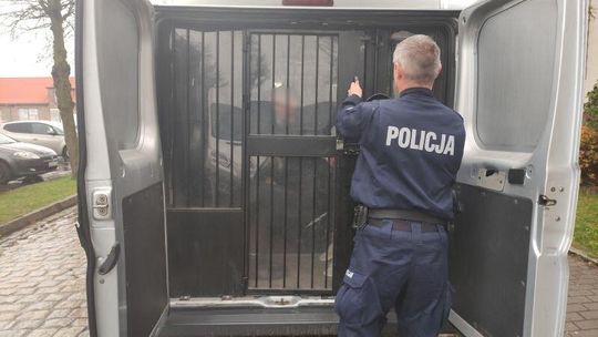 Policjanci ze Zgorzelca po pościgu zatrzymali poszukiwanego mężczyznę