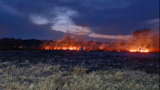 Pożar nieużytków w Krzewinie