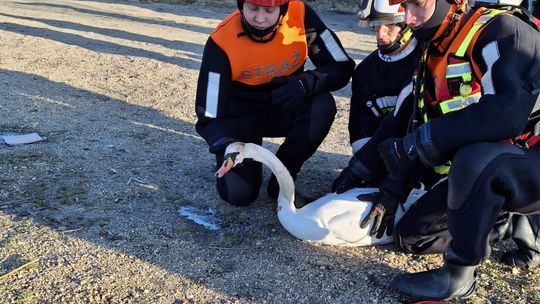 Przymarznięty łabędź uratowany na żwirowni w Żarce nad Nysą
