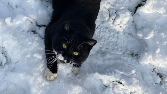 Skąd wziął się Dzień Kota? 17 lutego - święto mruczących towarzyszy