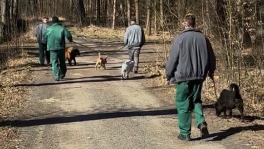 Skazani pomagają w schronisku dla zwierząt