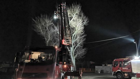 Słubice: kotka uwięziona na drzewie [WIDEO]