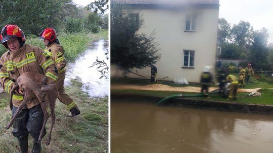 Strażacy na medal! Podjęli 107 interwencji w powiecie zgorzeleckim