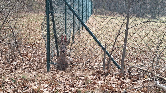 Studniska: ranny jeleń uratowany