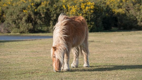 Tragiczny incydent w Weinaupark w Zittau Tragiczny incydent w Weinaupark w Zittau