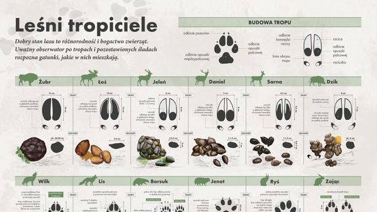 Tropem leśnych mieszkańców - zimowa przygoda na ferie