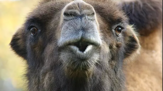 W poniedziałek bilet do Zoo w Görlitz tańszy o połowę!