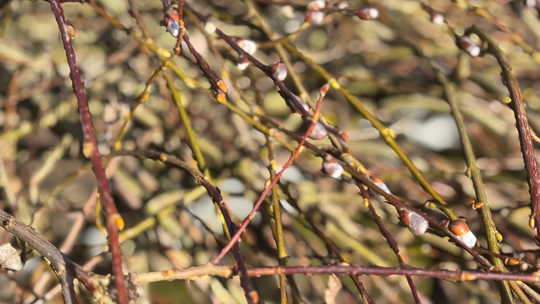 Wiosna zaczyna się… zanim ją widać