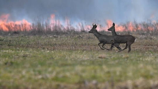 Wyższe kary za rozniecanie ognia w lasach i wypalanie traw Wyższe kary za rozniecanie ognia w lasach i wypalanie traw