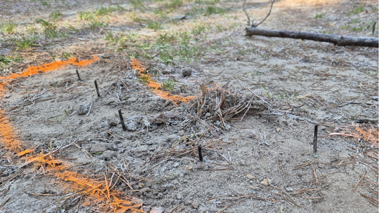 Żary: niebezpieczna pułapka ukryta w lesie