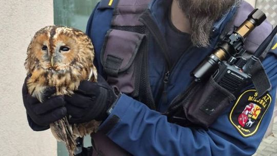 Żary: strażnicy miejscy uratowali sowę!