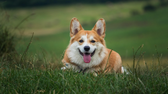 Żary: uwaga właściciele psów. Spada liczba szczepień przeciwko wściekliźnie