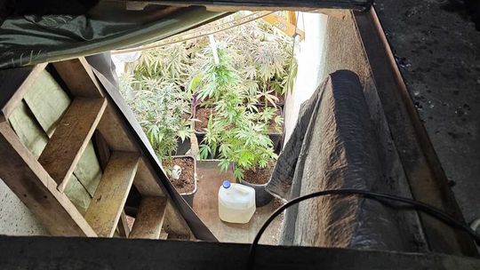 Zielona Góra: Policjanci odkryli plantację marihuany ukrytą pod podłogą garażu