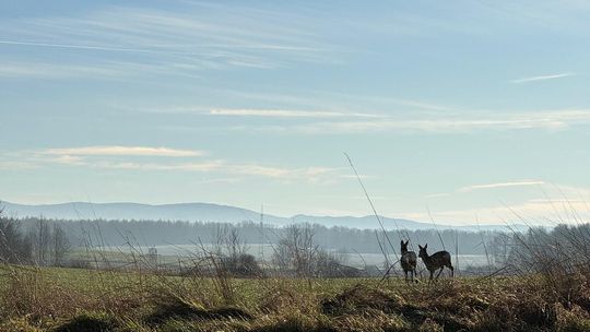 Zimowe spotkania z dziką naturą
