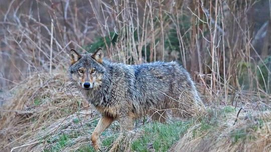 Zwiększona liczba wilków na terenie gminy Zgorzelec – co warto wiedzieć?