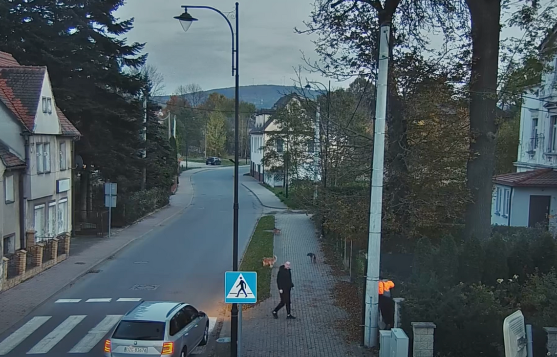 Agresywne psy zaatakowały chłopca w Bogatyni [WIDEO]
