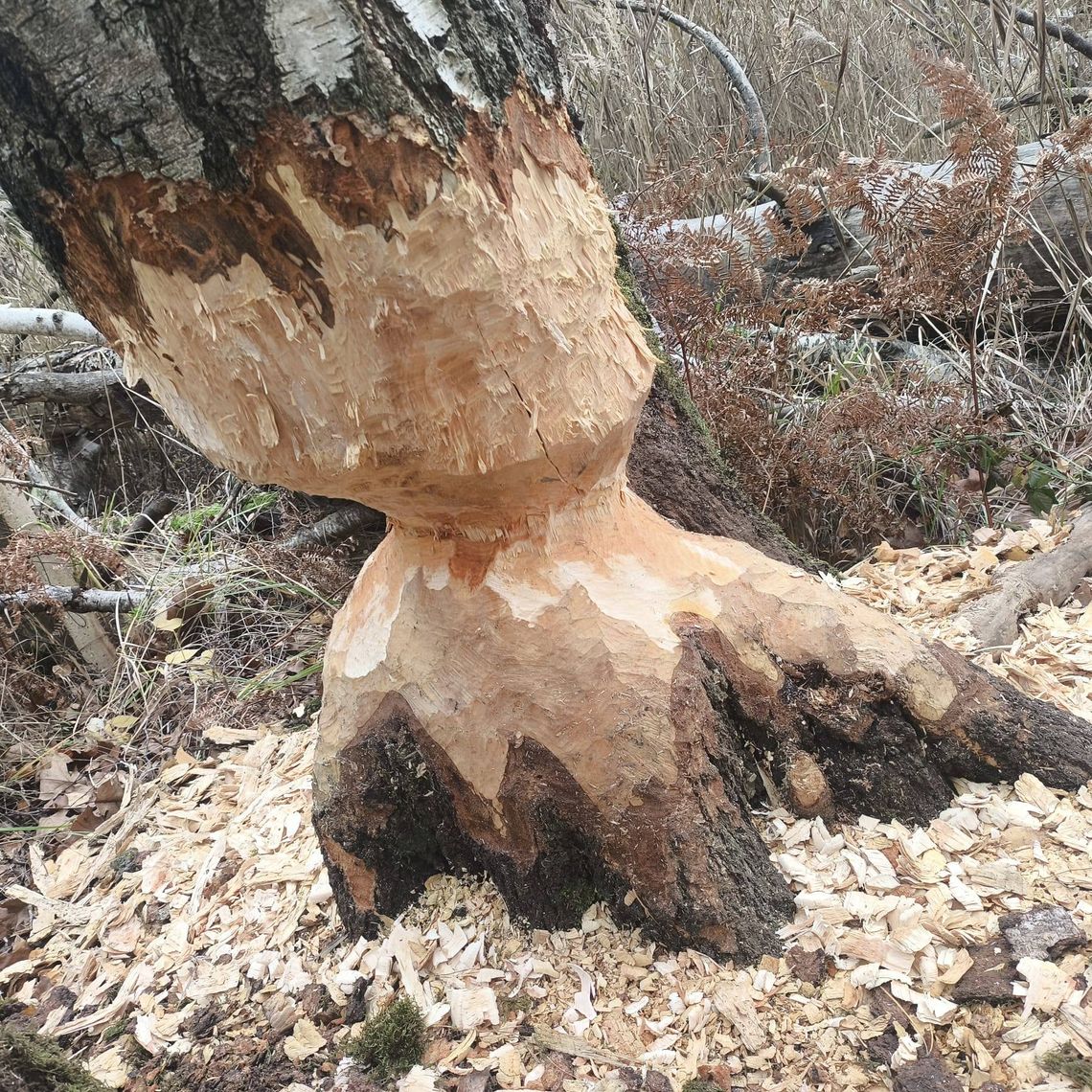 Bobry dają o sobie znać w Węglińcu Bobry dają o sobie znać w Węglińcu
