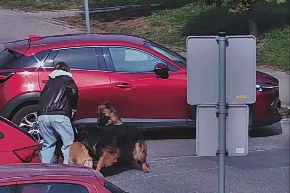 Bogatynia: agresywne psy zaatakowały przechodniów Bogatynia: agresywne psy zaatakowały przechodniów