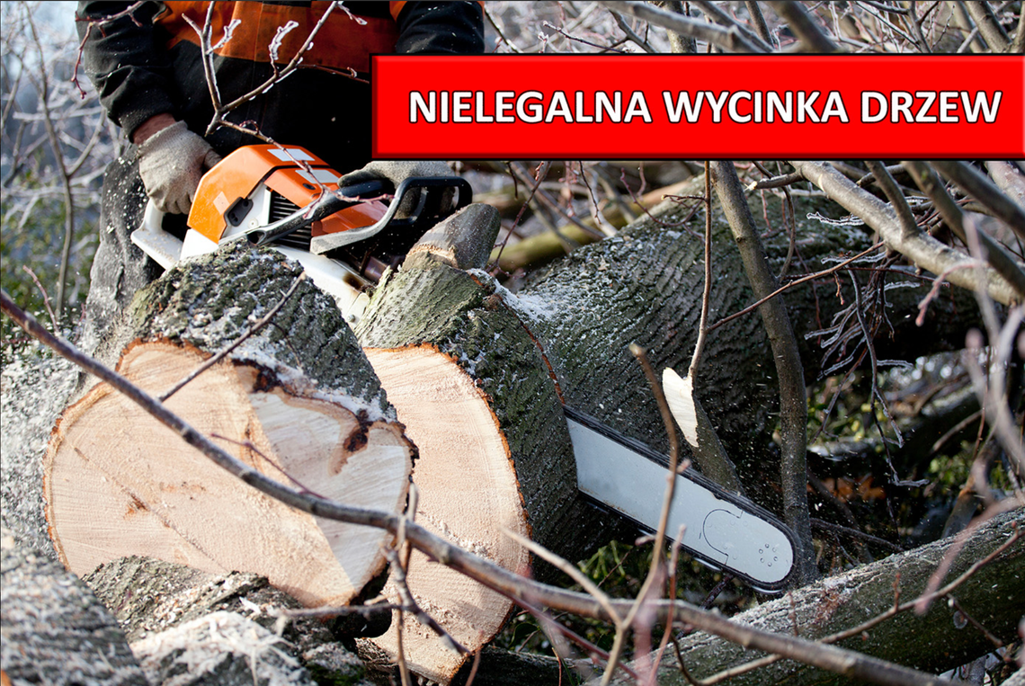Bogatynia: nielegalna wycinka drzew nad zalewem?